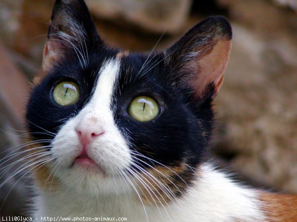 Photo de Chat domestique