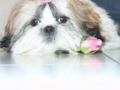 Photo de Shih tzu