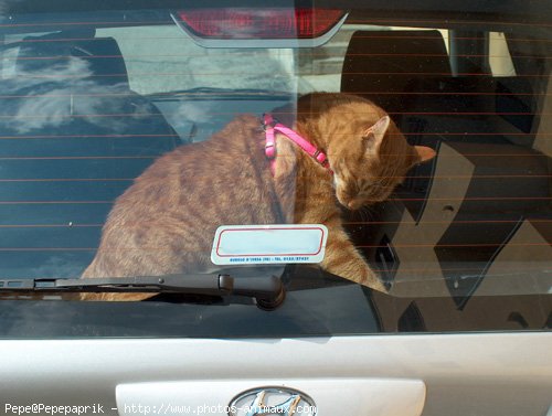 Photo de Chat domestique