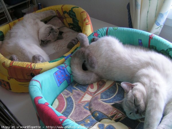 Photo de British shorthair