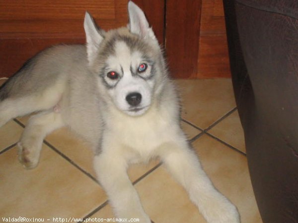 Photo de Husky siberien