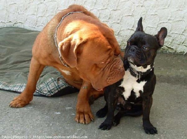 Photo de Bouledogue franais