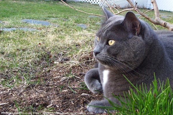 Photo de Chat domestique