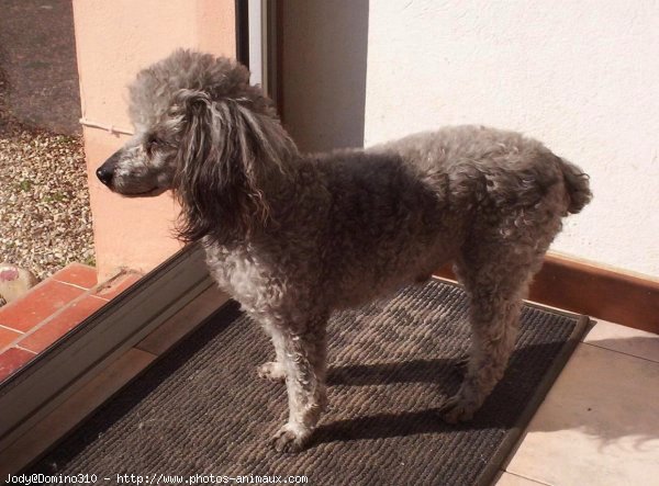 Photo de Caniche moyen