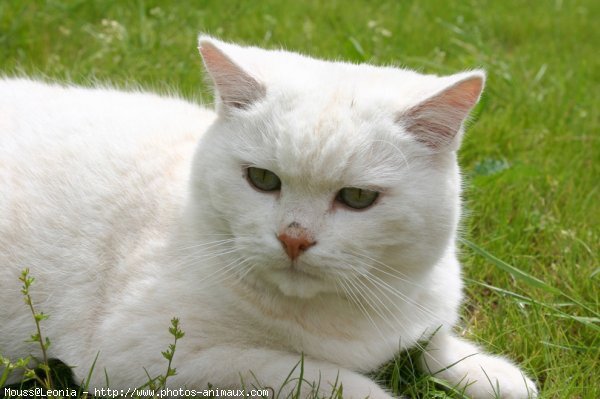 Photo de British shorthair