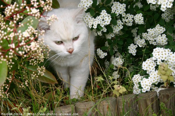 Photo de British shorthair