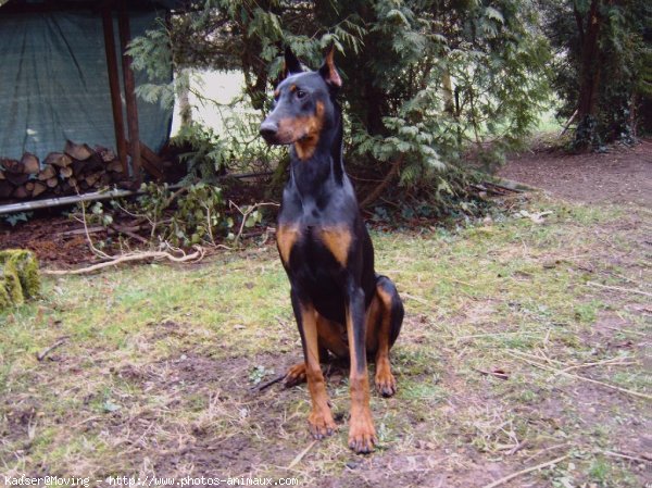 Photo de Dobermann