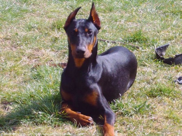 Photo de Dobermann