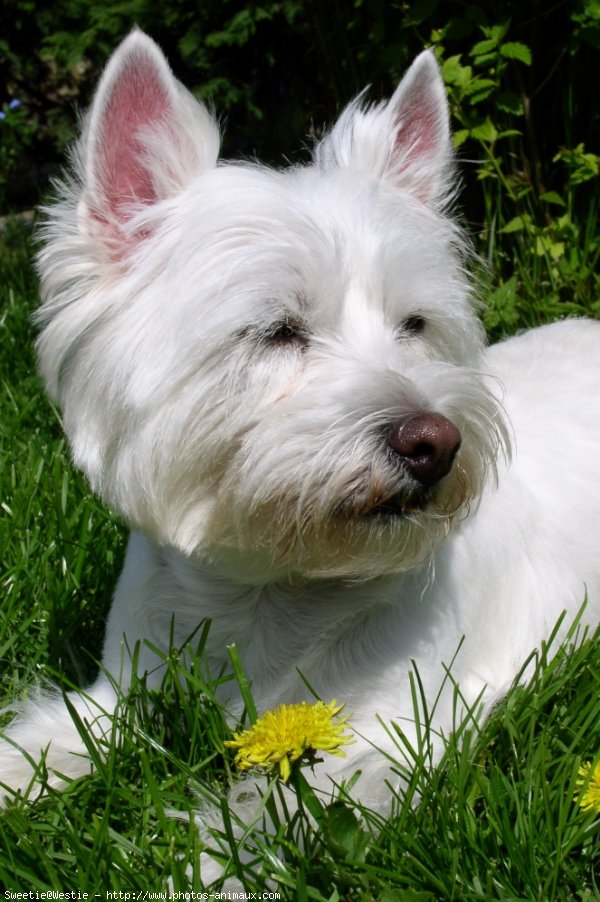 Photo de West highland white terrier