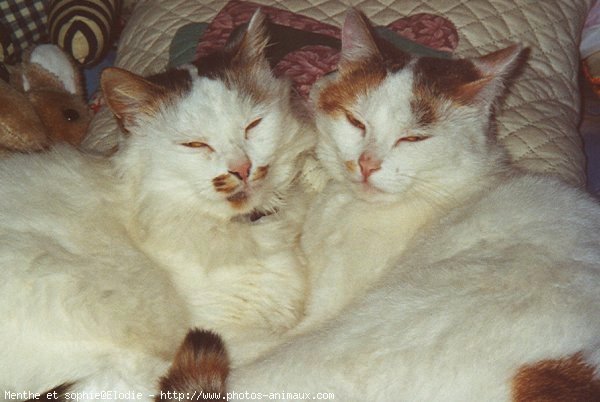 Photo de Chat domestique