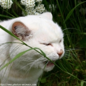 Photo de British shorthair