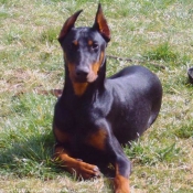 Photo de Dobermann