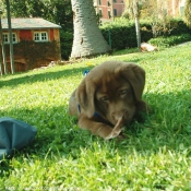 Photo de Labrador retriever