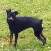 Photo de Pinscher nain