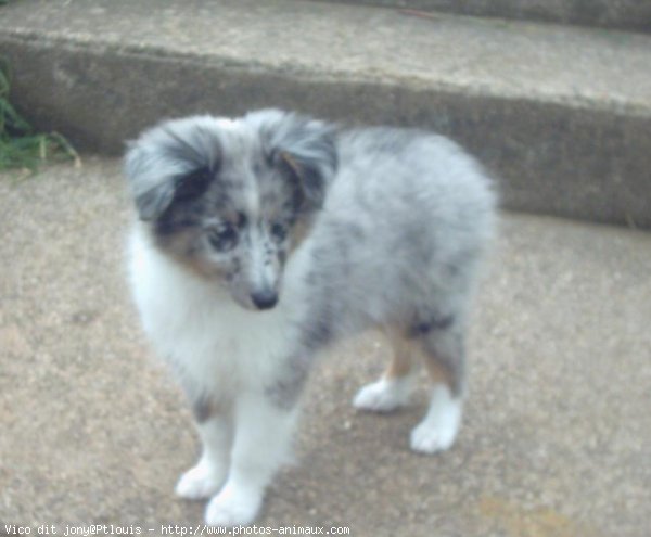 Photo de Chien de berger des shetland