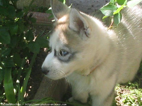 Photo de Husky siberien