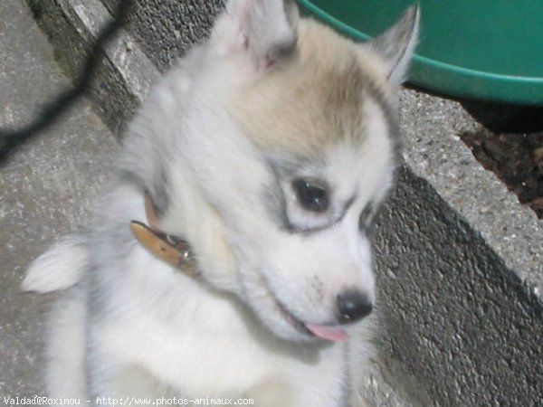 Photo de Husky siberien