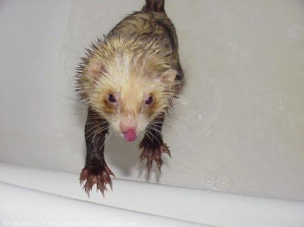 Photo de Furet