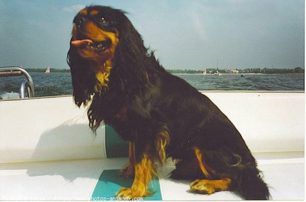 Photo de Cavalier king charles spaniel