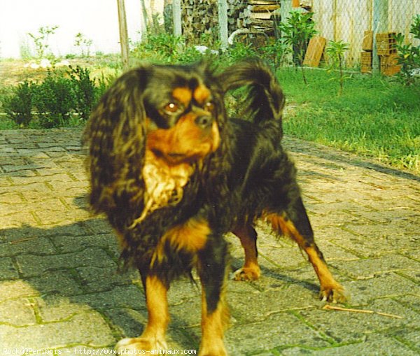 Photo de Cavalier king charles spaniel