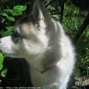 Photo de Husky siberien