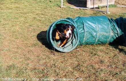 Photo de Grand bouvier suisse