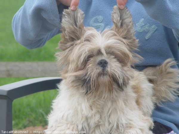 Photo de Shih tzu