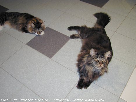 Photo de Maine coon