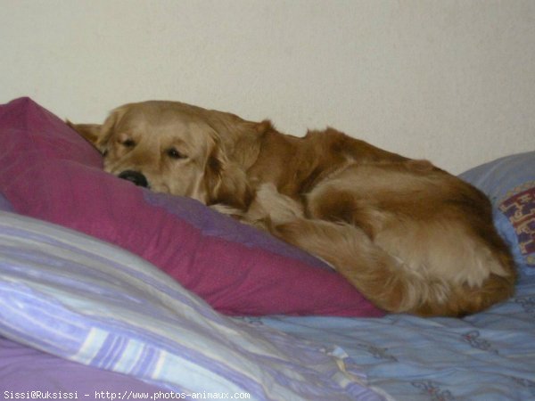 Photo de Golden retriever