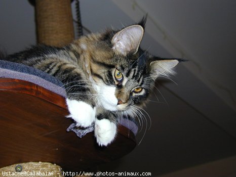 Photo de Maine coon