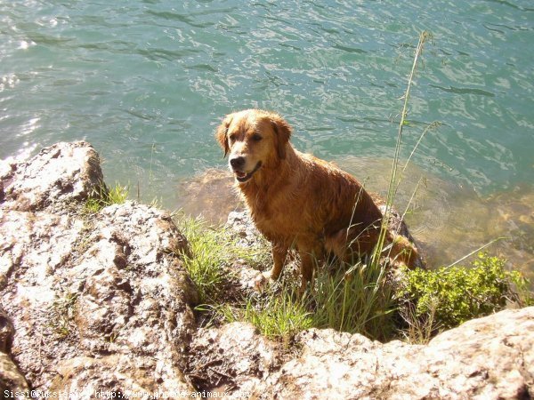 Photo de Golden retriever