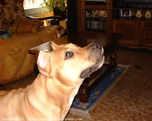 Photo d'American staffordshire terrier