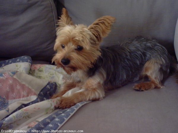 Photo de Yorkshire terrier