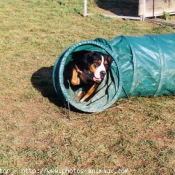 Photo de Grand bouvier suisse