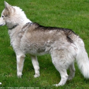 Photo de Husky siberien