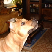 Photo d'American staffordshire terrier