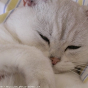 Photo de British shorthair