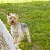 Photo de Yorkshire terrier