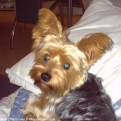 Photo de Yorkshire terrier