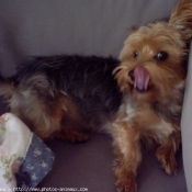 Photo de Yorkshire terrier