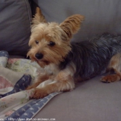 Photo de Yorkshire terrier