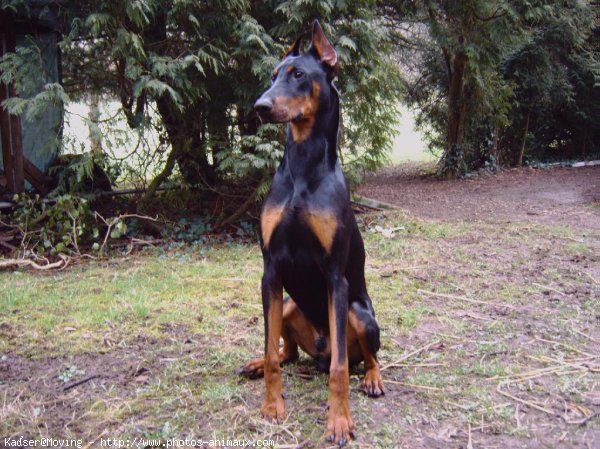 Photo de Dobermann