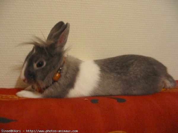 Photo de Lapin