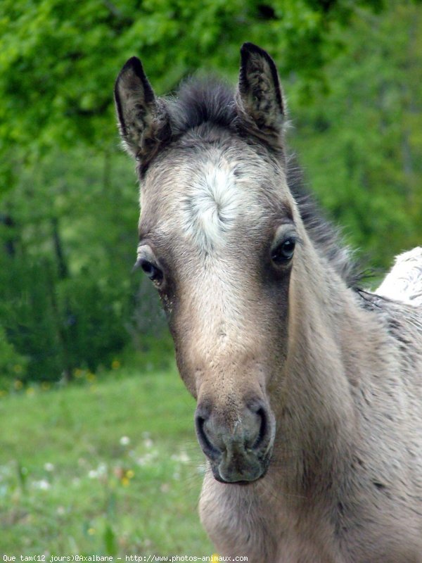 Photo de Poney franais de selle