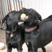 Photo de Retriever  poil plat