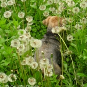 Photo de Yorkshire terrier