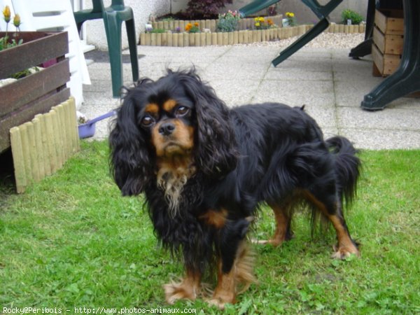 Photo de Cavalier king charles spaniel