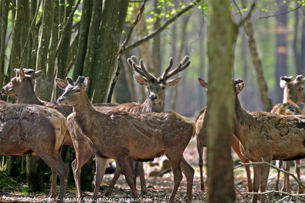 Photo de Cerf