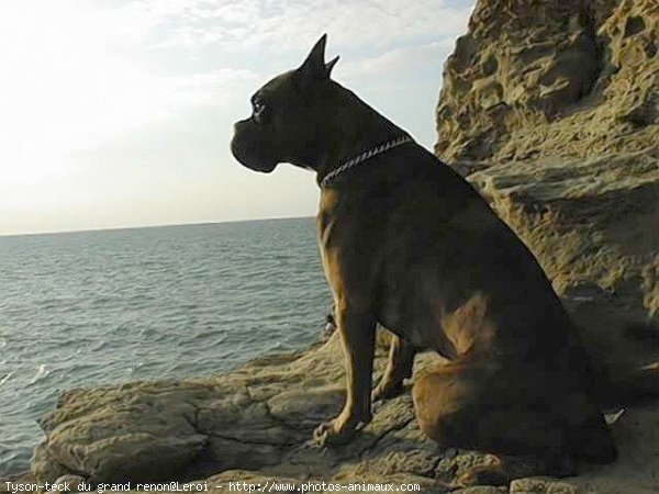 Photo de Boxer