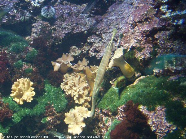 Photo de Poissons exotiques